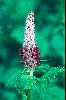 <em>Pedicularis atropurpurea</em>